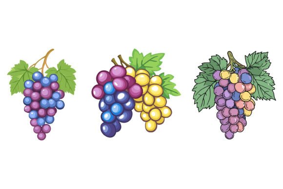 The Grape Collection: Redefining Versatility in AI EPS Illustration Sets